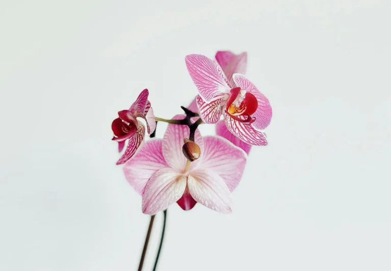 Orquídea Phalaenopsis rosa em fundo claro