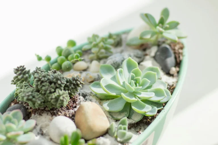 Suculentas variadas plantadas em vaso de cerâmica