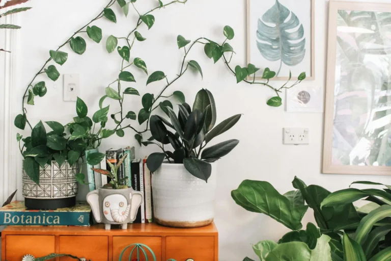 Canto da casa decorado com várias plantas em vasos