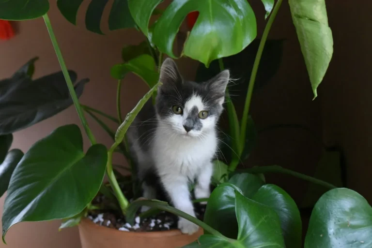 Gato entre plantas dentro de casa