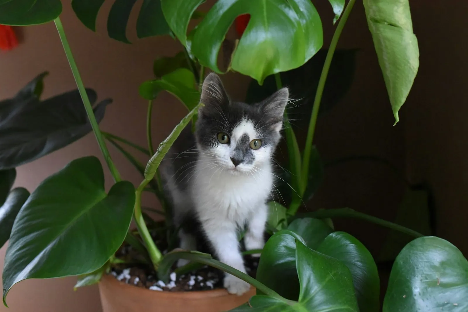 Gato entre plantas dentro de casa