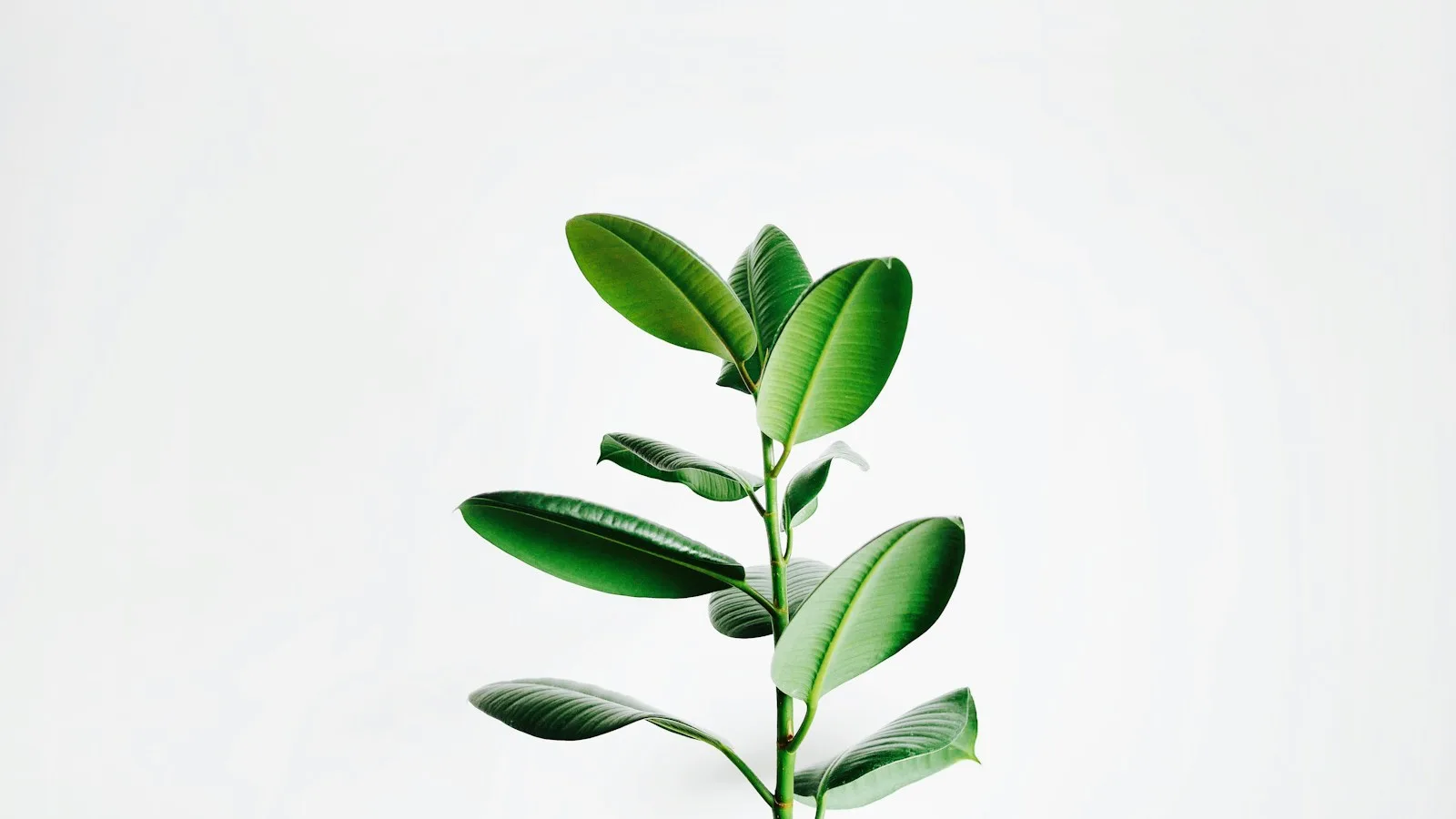Zamioculca: como cuidar da planta que aguenta pouca luz