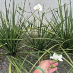 Touceiras de moreia (Dietes iridioides) floridas junto ao muro, com folhas longas em leque e flor branca