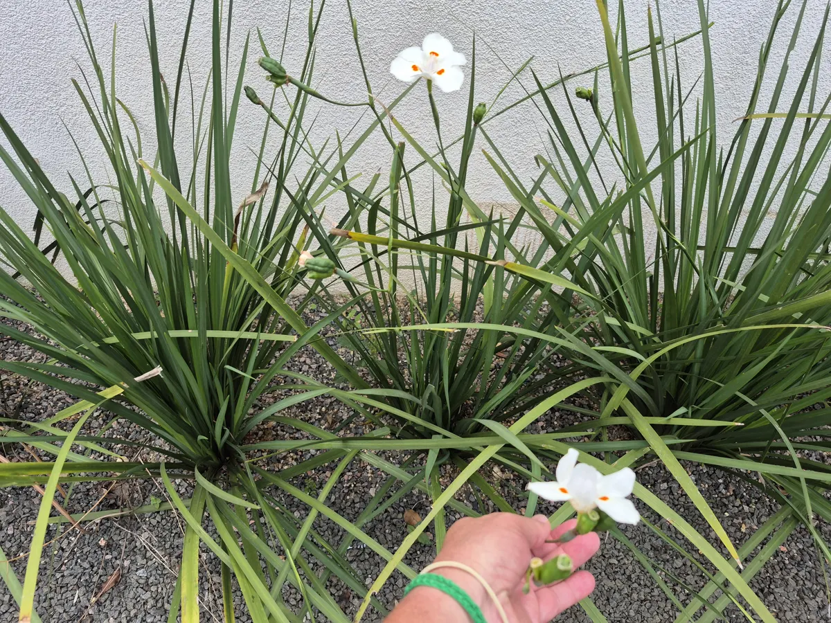 Touceiras de moreia (Dietes iridioides) floridas junto ao muro, com folhas longas em leque e flor branca