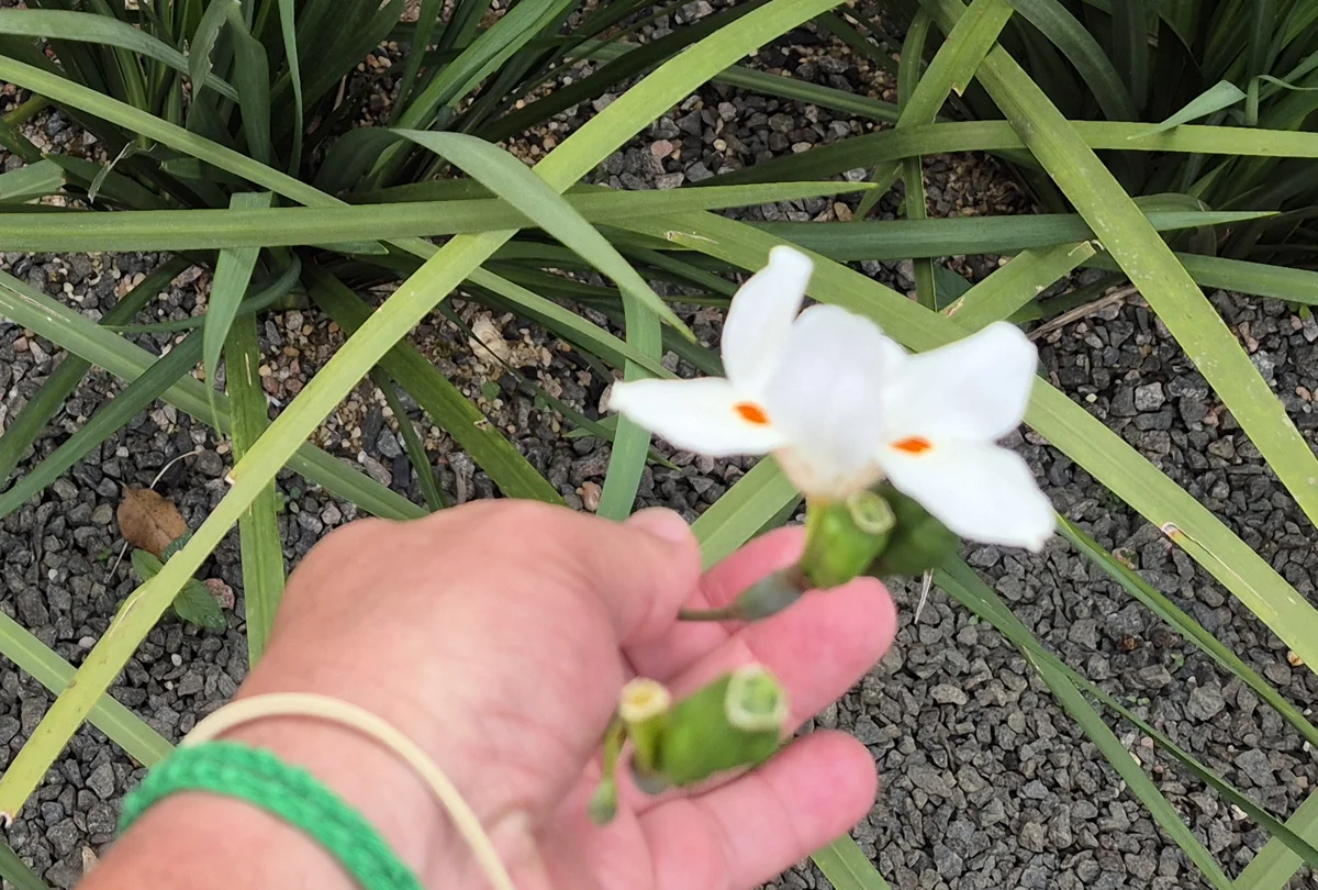 Flor branca de moreia com manchas alaranjadas e cápsulas de sementes verdes na palma da mão